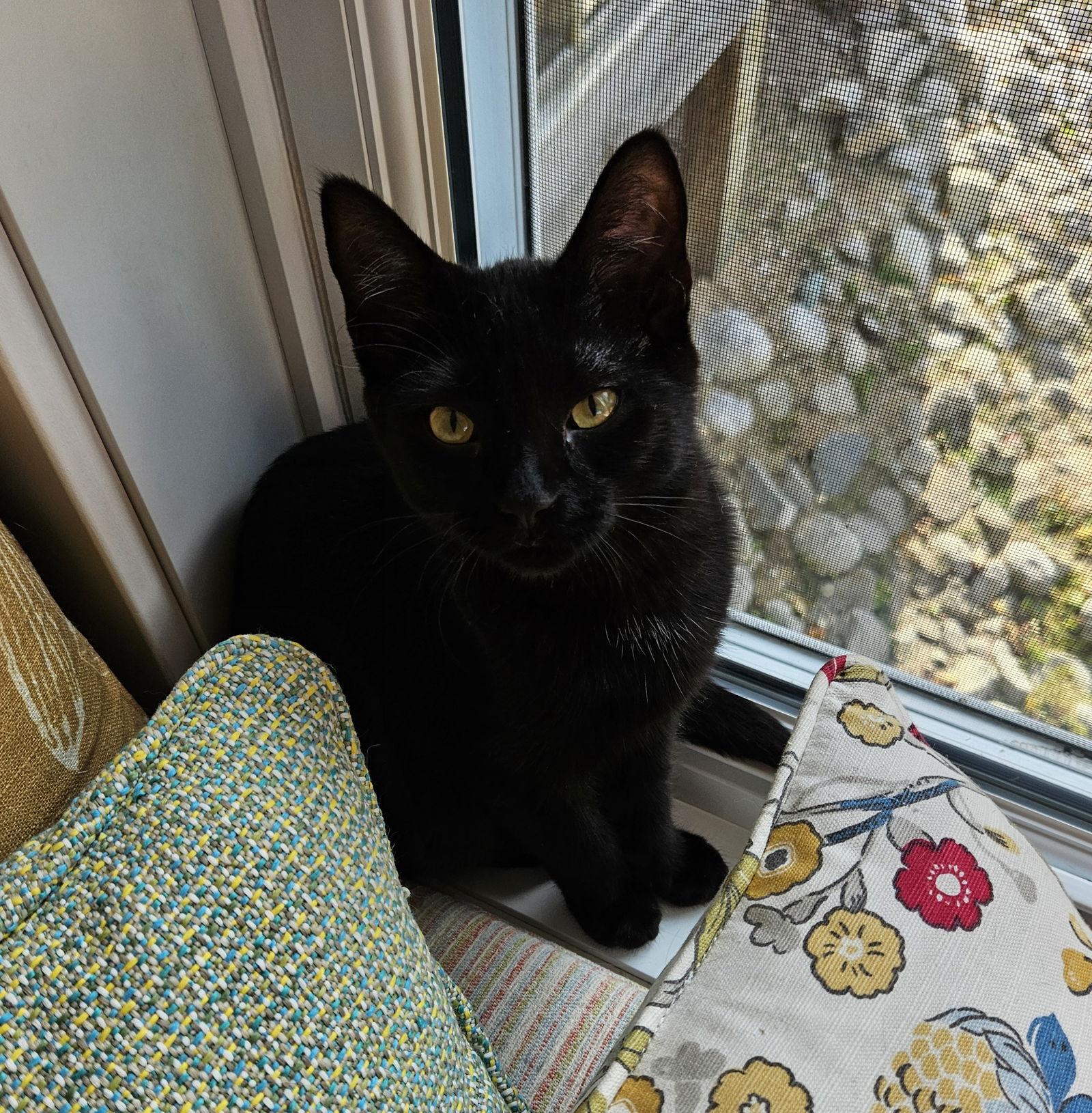 Violet, Adoptable, Kitten Female Domestic Short Hair.