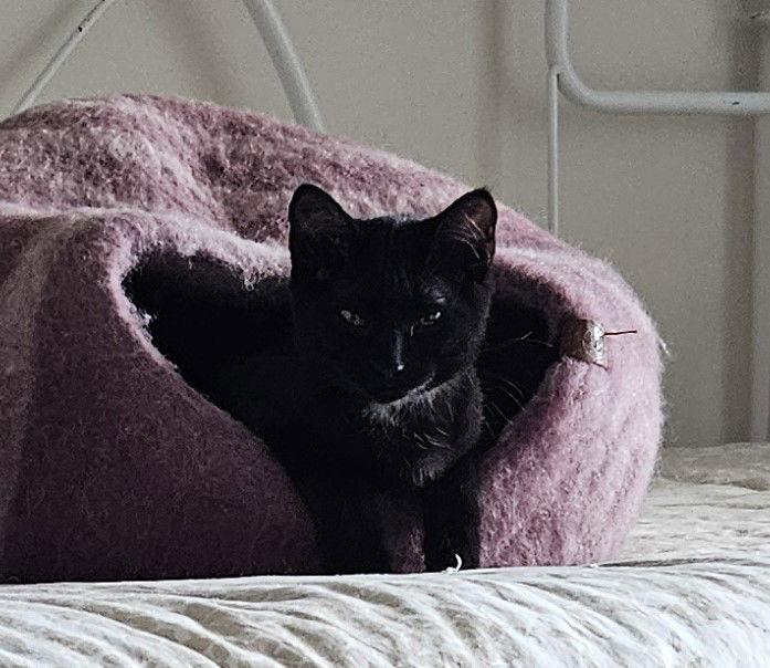 Enlarge Violet, a Adoptable Domestic Short Hair in Traverse City, MI image 2/3