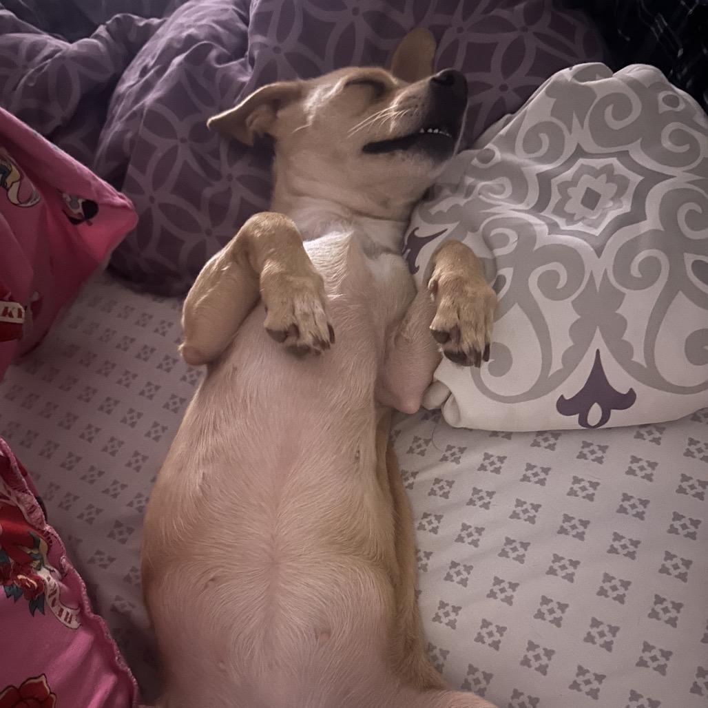 Dolly, Adoptable, Adult Female Chihuahua.
