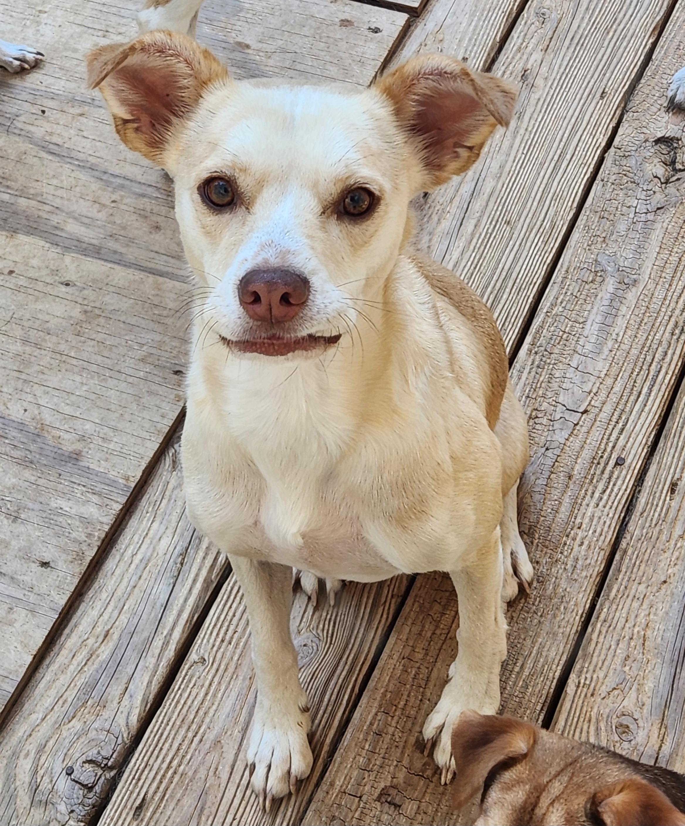 Enlarge WINSLOW-REDUCED FEE!, a Adoptable mixed breed in Troutman, NC image 3/6