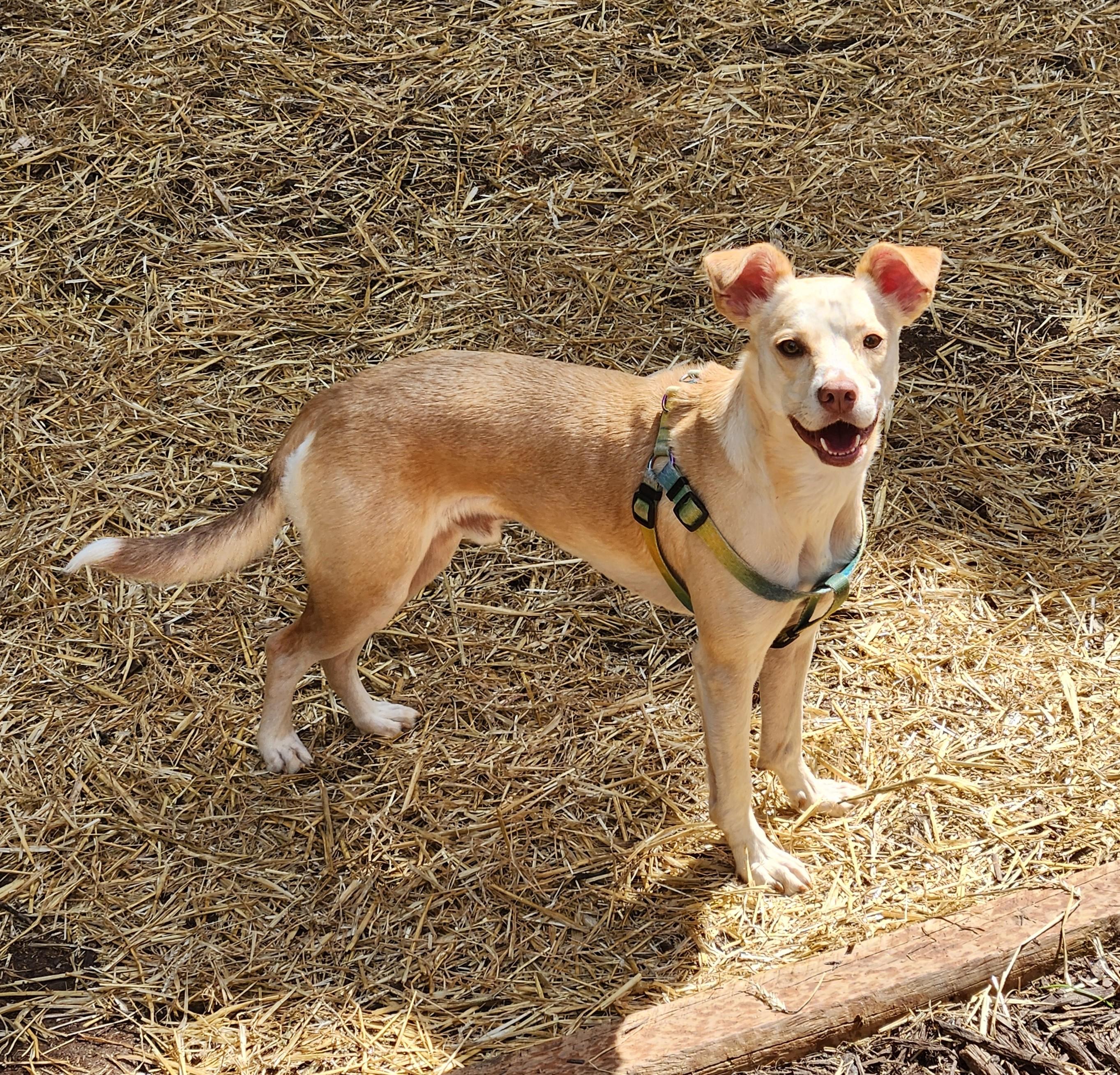 Enlarge WINSLOW-REDUCED FEE!, a Adoptable mixed breed in Troutman, NC image 1/6