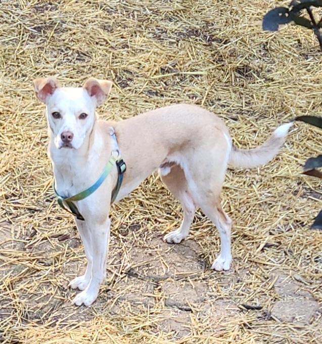 Enlarge WINSLOW-REDUCED FEE!, a Adoptable mixed breed in Troutman, NC image 5/6