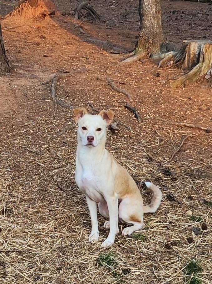 Enlarge WINSLOW-REDUCED FEE!, a Adoptable mixed breed in Troutman, NC image 2/6