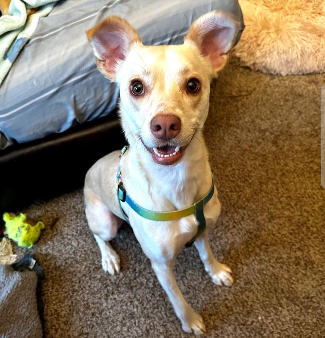 Enlarge WINSLOW-REDUCED FEE!, a Adoptable mixed breed in Troutman, NC image 4/6