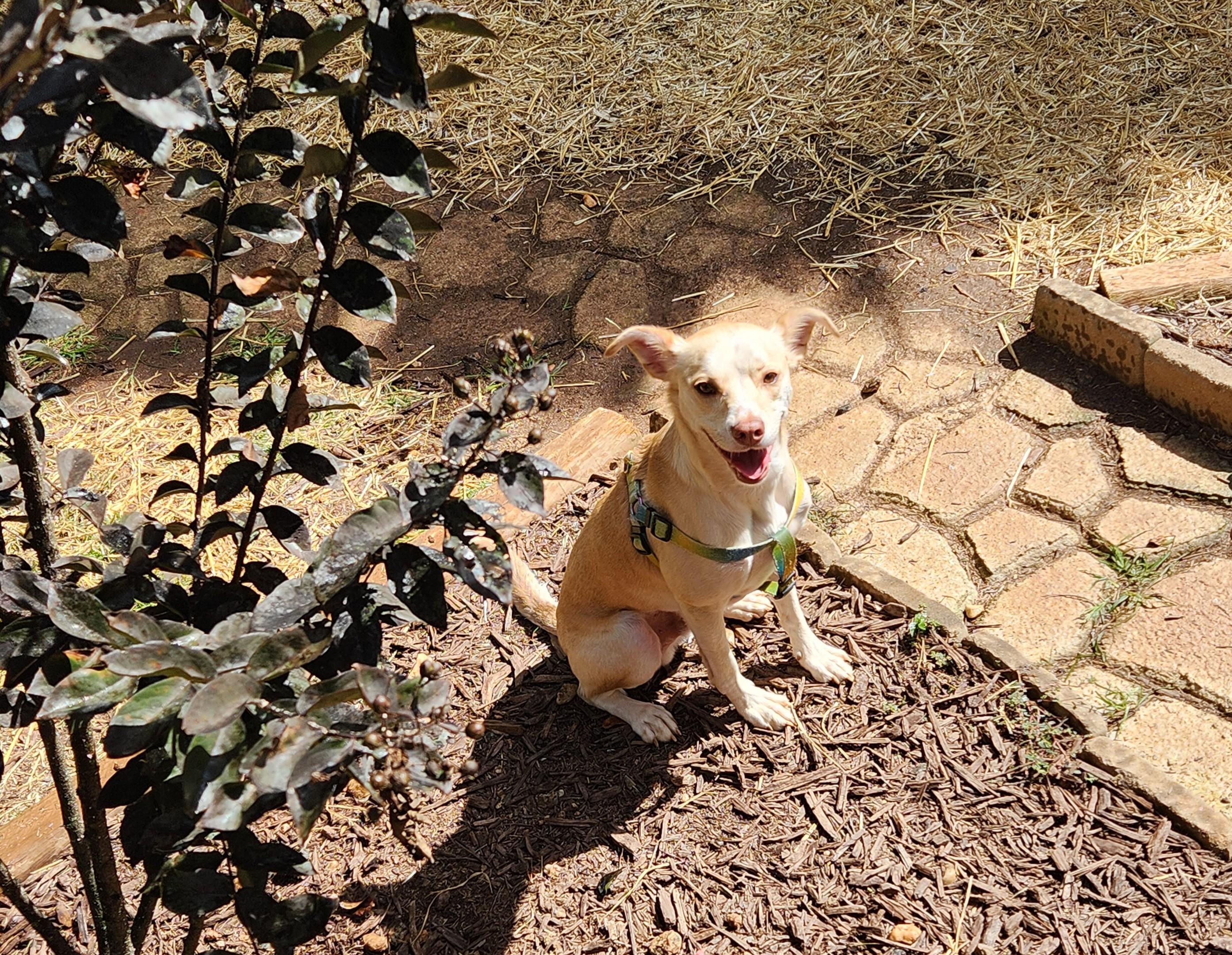 Enlarge WINSLOW-REDUCED FEE!, a Adoptable mixed breed in Troutman, NC image 6/6