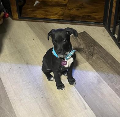 Enlarge Goofy, a Adoptable mixed breed in Lutz, FL image 2/4
