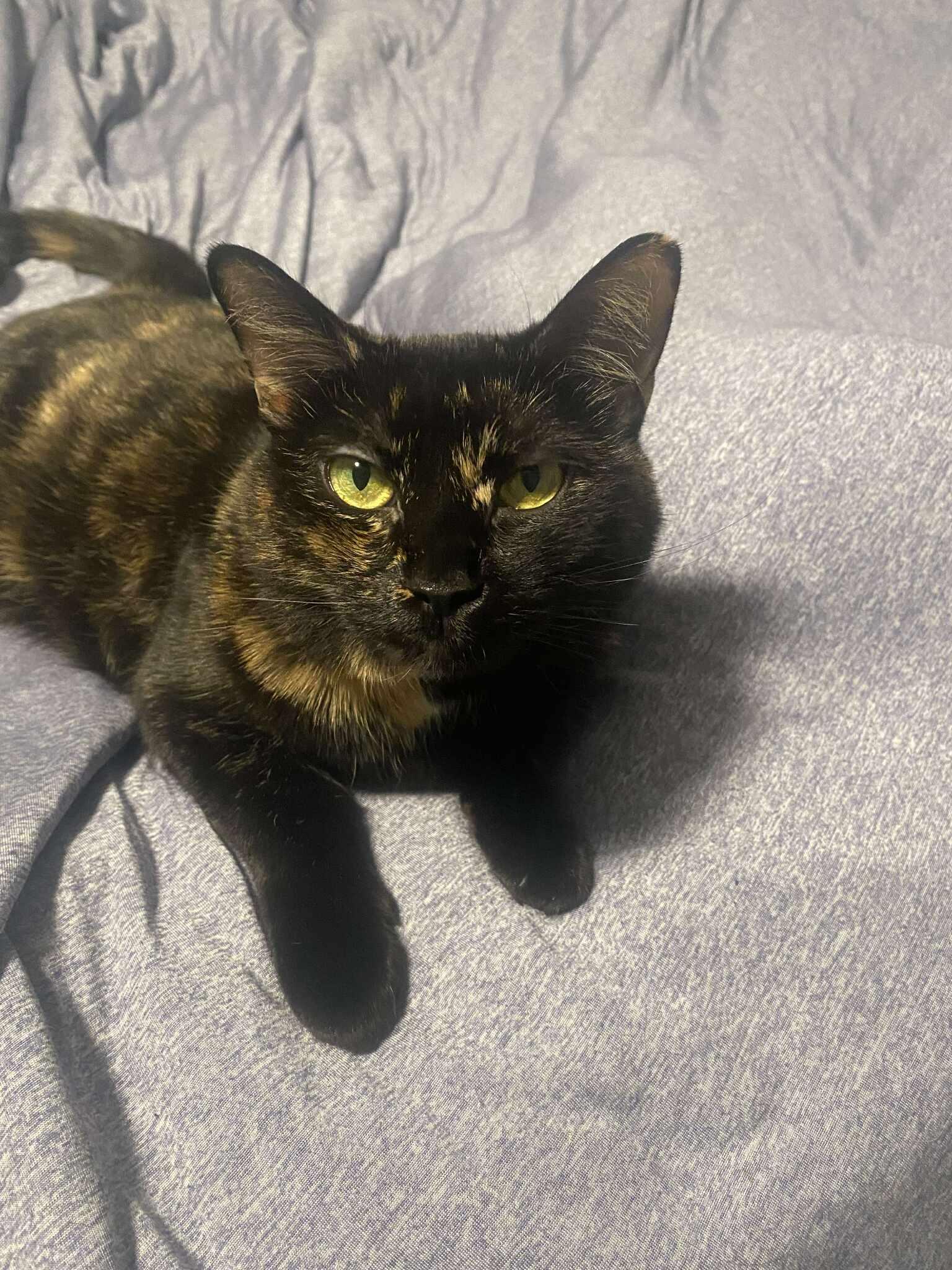 Gypsie, ADOPTABLE, Adult Female Domestic Short Hair.