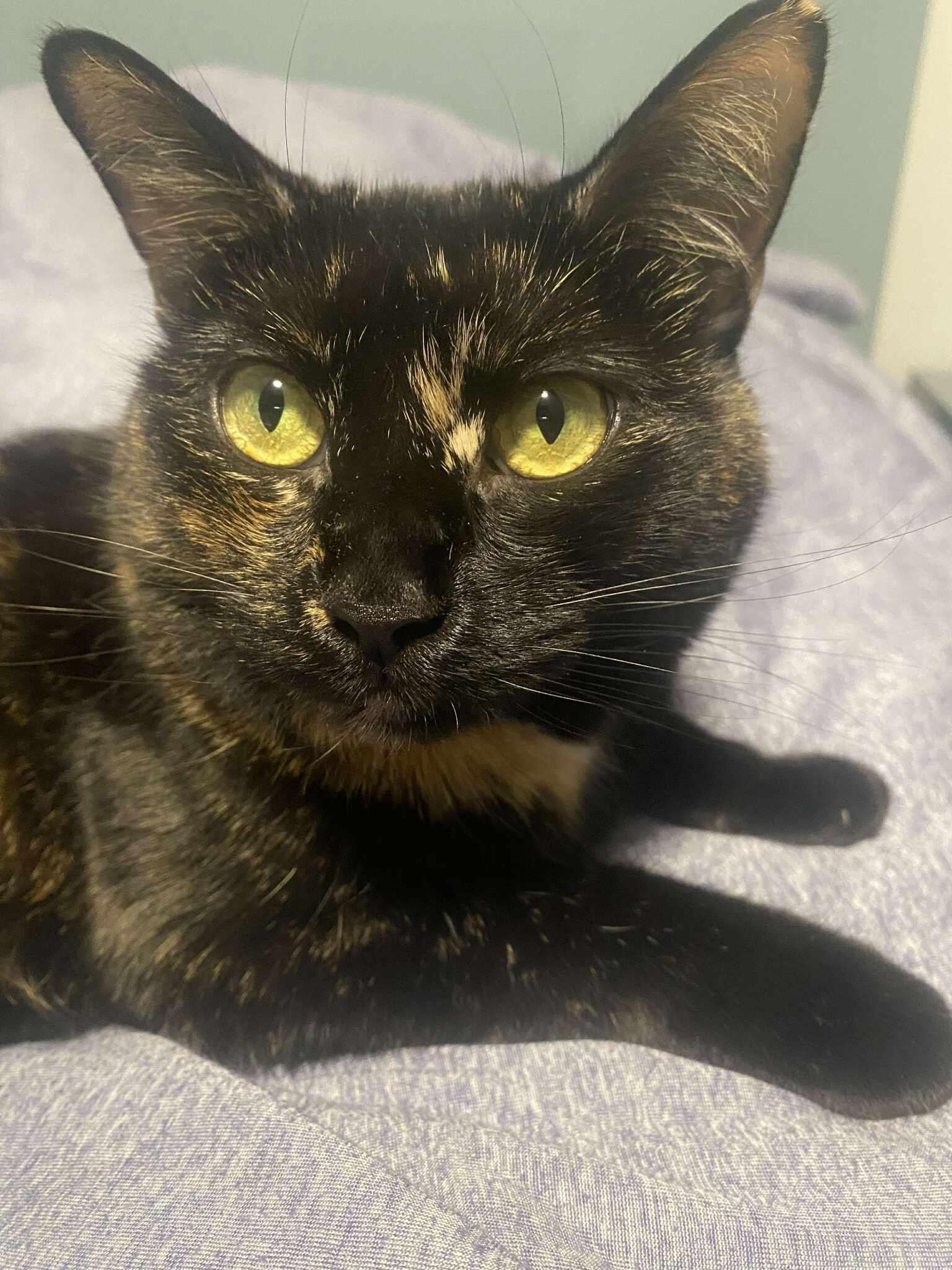 Gypsie, a ADOPTABLE Domestic Short Hair in East Lansing, MI image 2/5