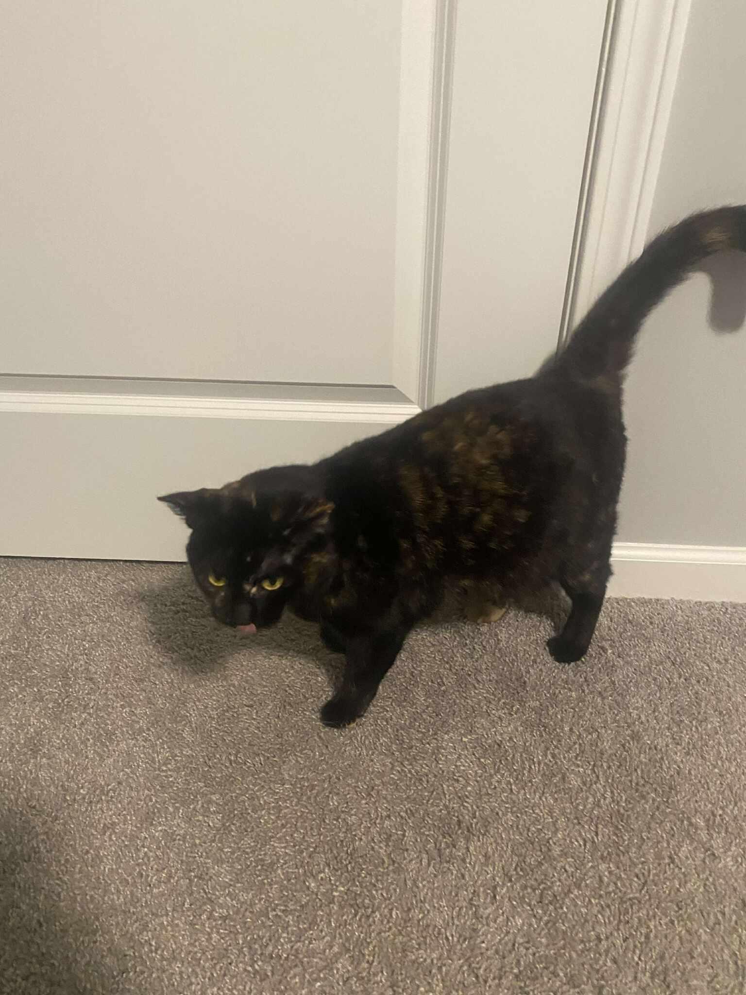 Gypsie, a ADOPTABLE Domestic Short Hair in East Lansing, MI image 3/5