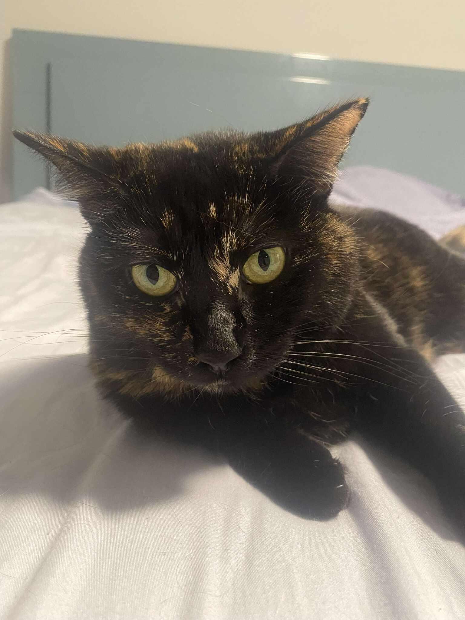 Gypsie, a ADOPTABLE Domestic Short Hair in East Lansing, MI image 4/5