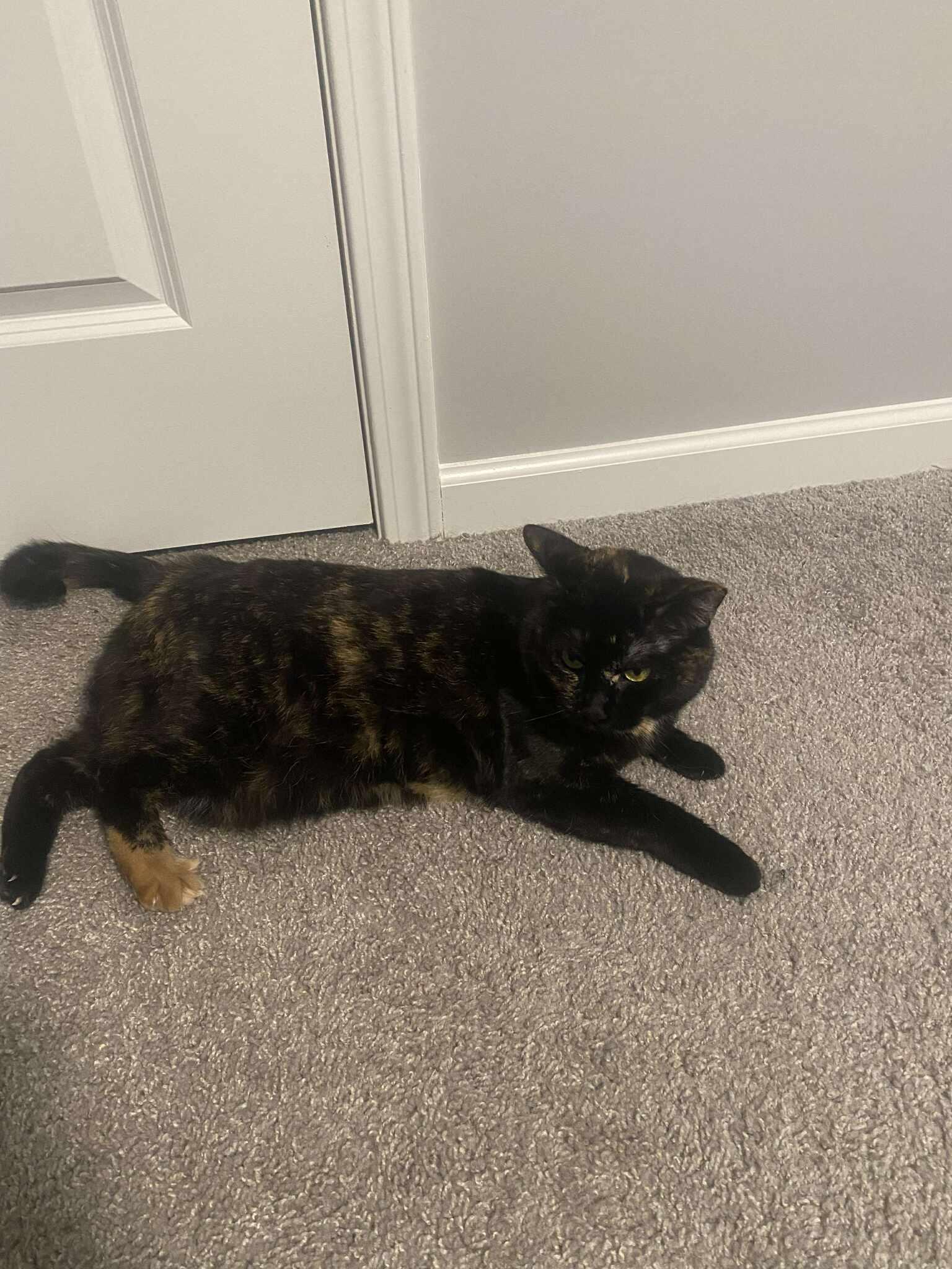 Gypsie, a ADOPTABLE Domestic Short Hair in East Lansing, MI image 5/5