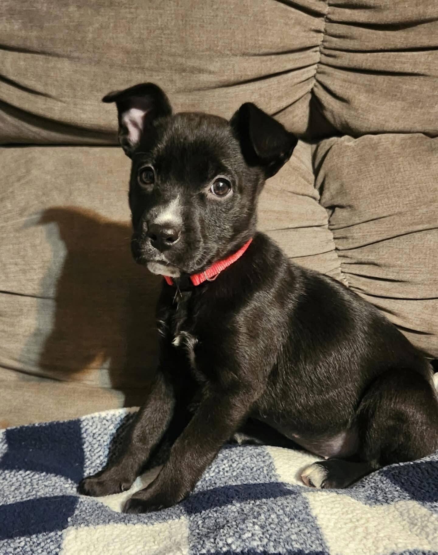 Enlarge Dolly, a ADOPTABLE mixed breed in Akron, NY image 3/4