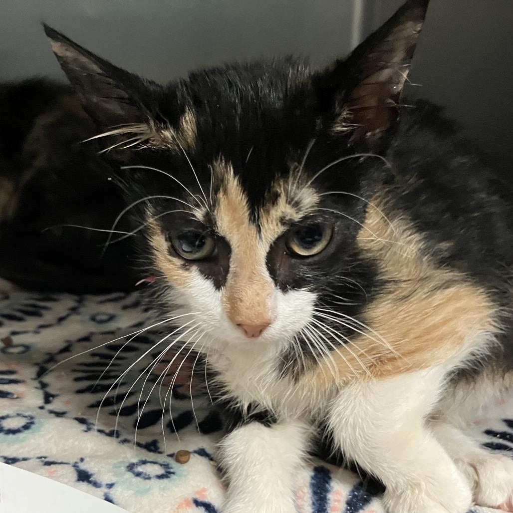 Deer, Adoptable, Kitten Female Domestic Short Hair.