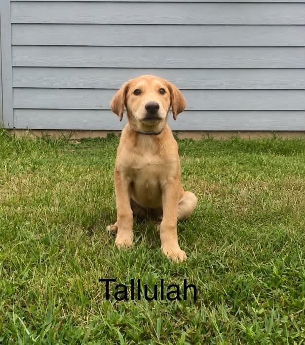 Enlarge Tallulah, a Adoptable mixed breed in Norfolk, MA image 1/1