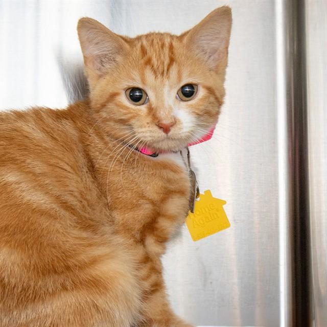 APRIL, Adoptable, Kitten Female Domestic Short Hair.