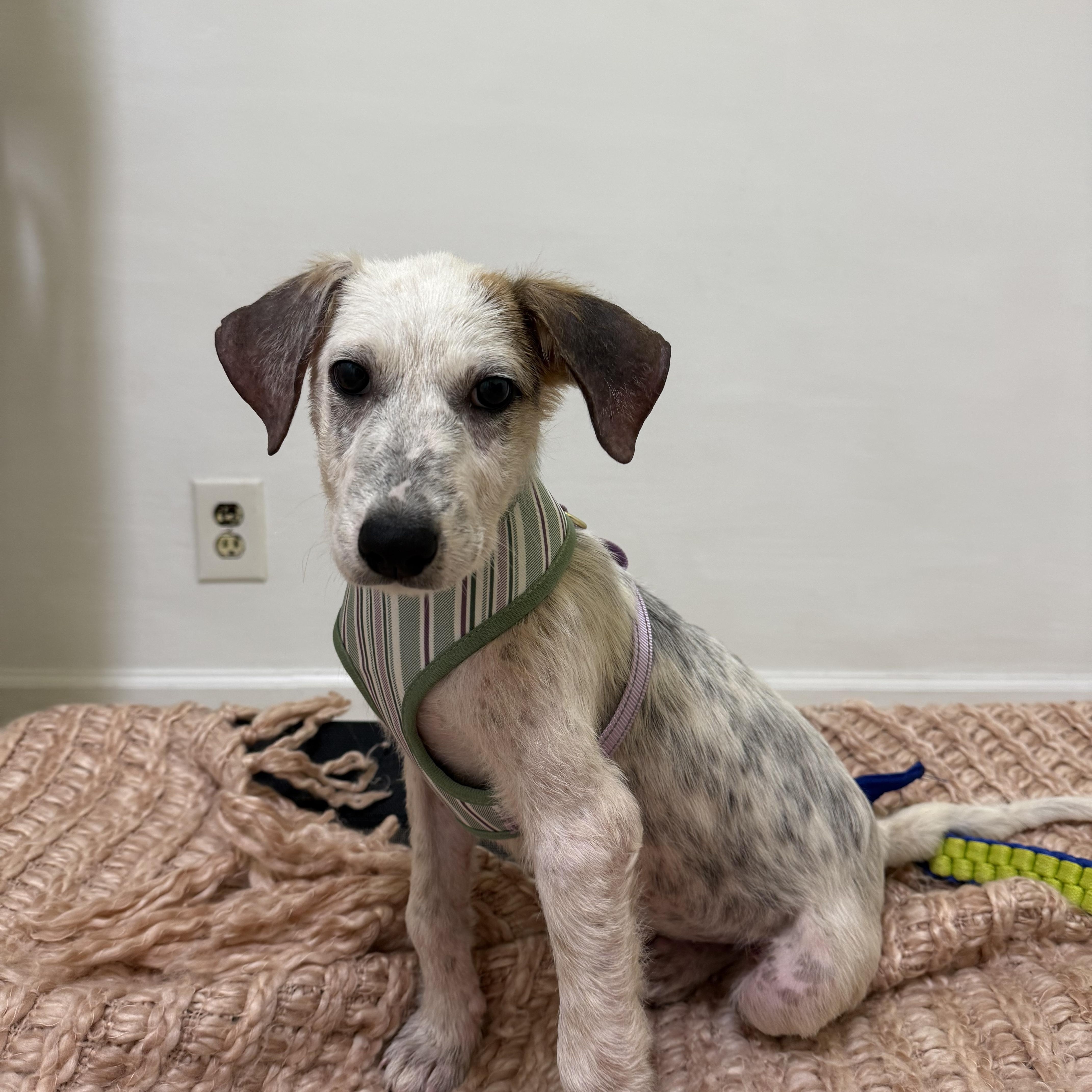 Polly, ADOPTABLE, Puppy Female Mixed Breed.