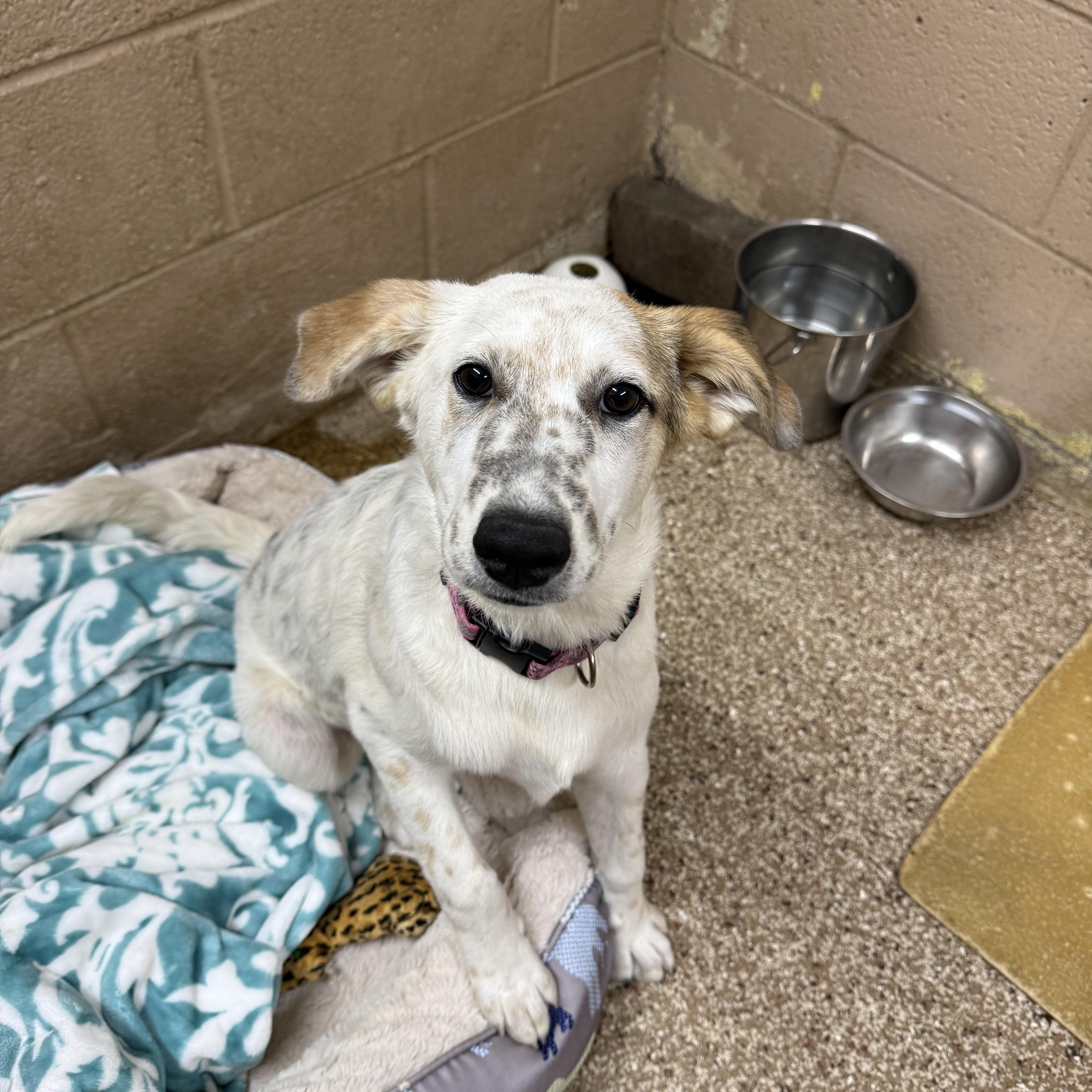 Polly, Adoptable, Puppy Female Australian Cattle Dog / Blue Heeler.