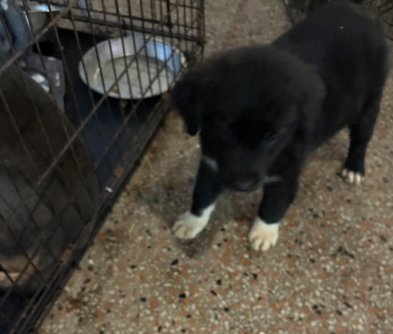 Areg, Adopted, Puppy Male Spitz & Shepherd.