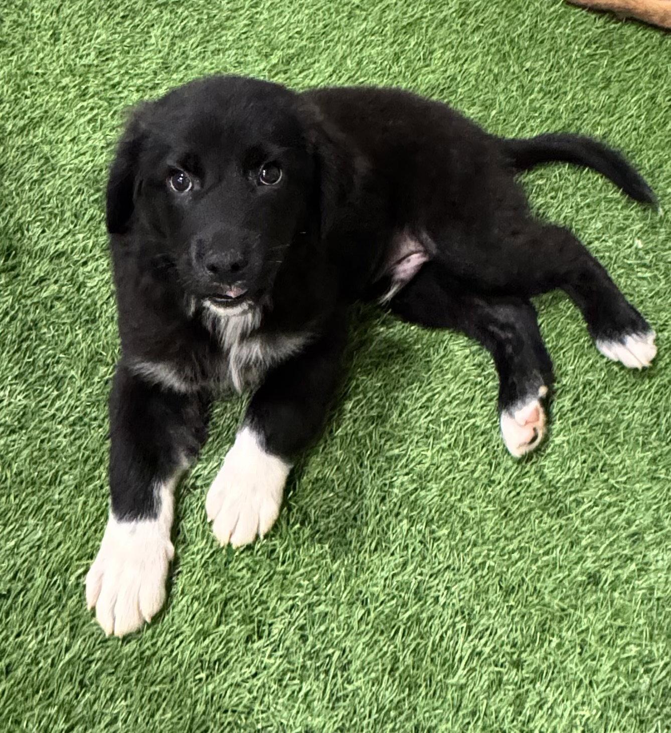 Areg, a Adopted mixed breed in Sanford, FL image 2/3