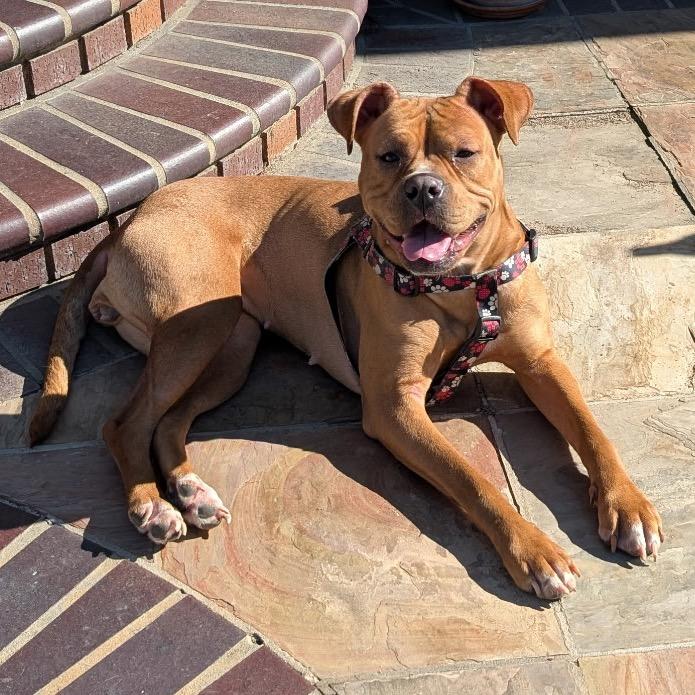 Tanzie, Adoptable, Young Female Boxer & Pointer.