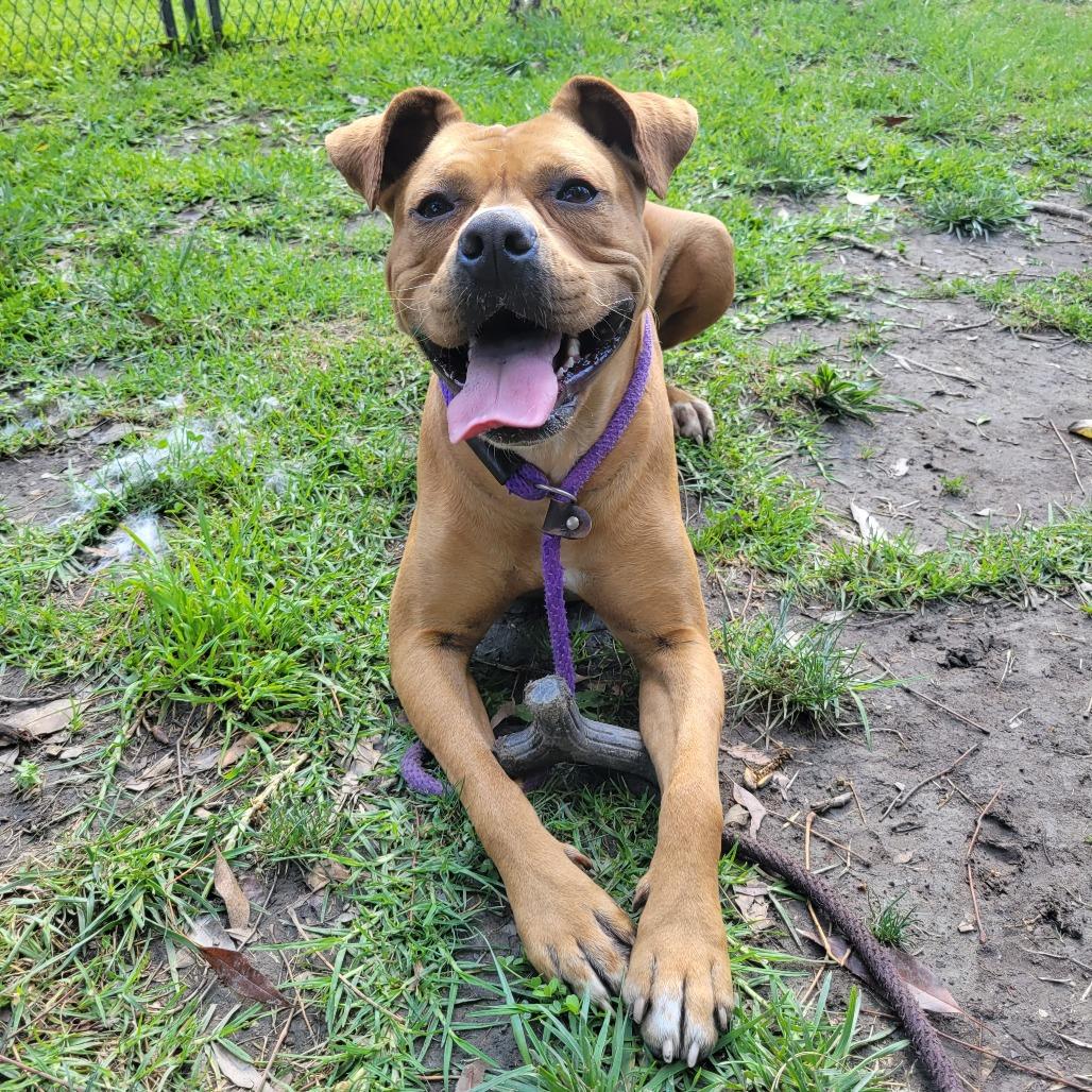 Enlarge Tanzie, a Adoptable mixed breed in Hawthorne, CA image 3/4