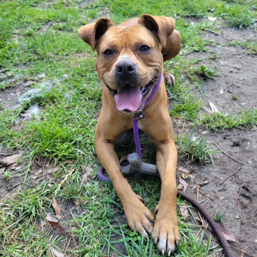 Enlarge Tanzie, a Adoptable mixed breed in Hawthorne, CA image 4/4