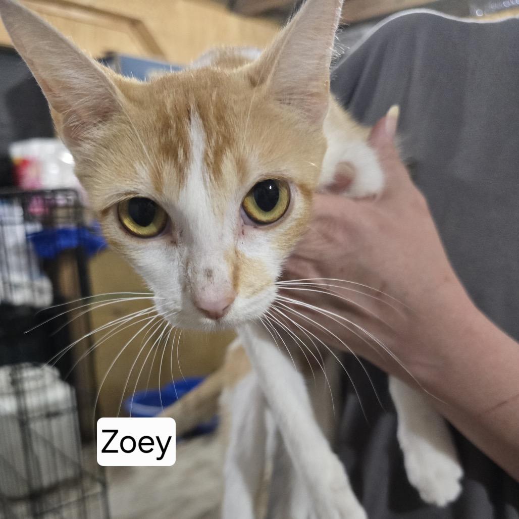 Zoey (Mom), Adoptable, Young Female Domestic Short Hair.