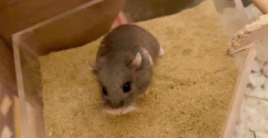 Harrow, Adoptable, Young Female Hamster.