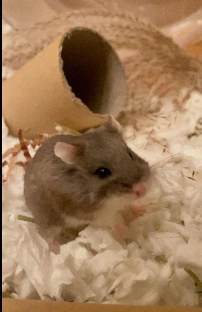 Enlarge Harrow, a Adoptable Hamster in Frederick, MD image 2/3