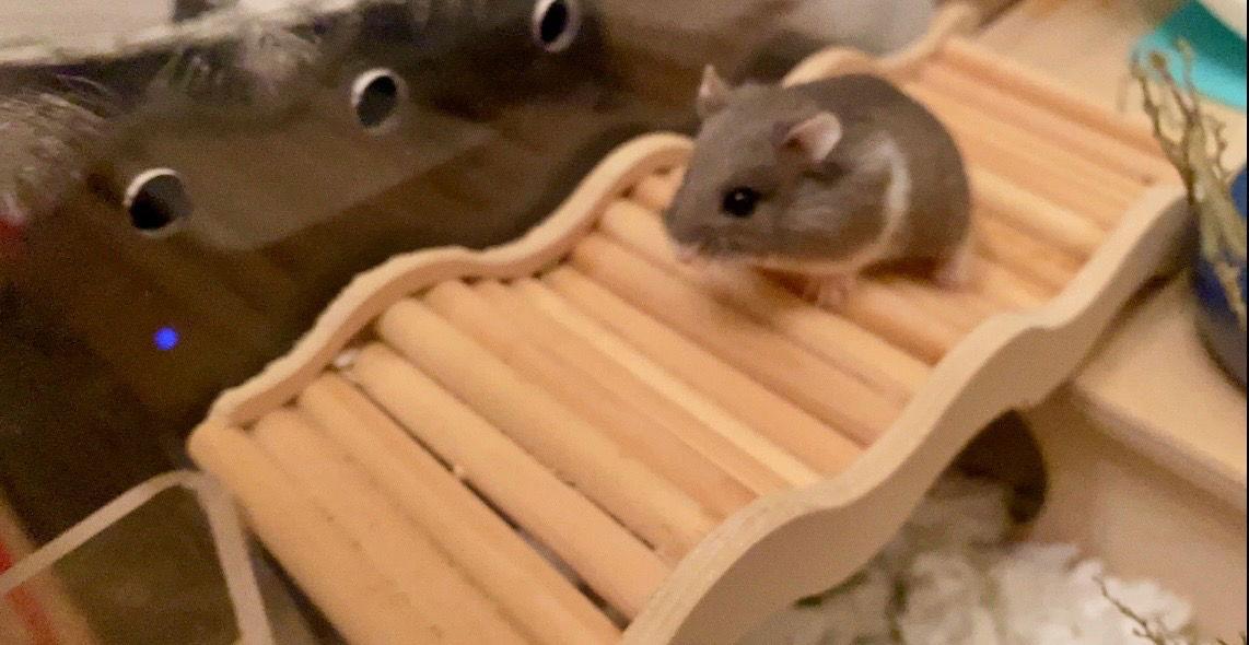 Enlarge Harrow, a Adoptable Hamster in Frederick, MD image 3/3