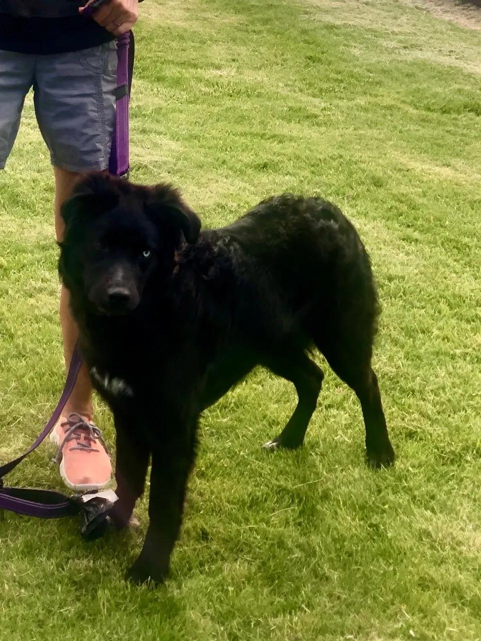 Enlarge Halle, a ADOPTABLE mixed breed in Aspen, CO image 4/5