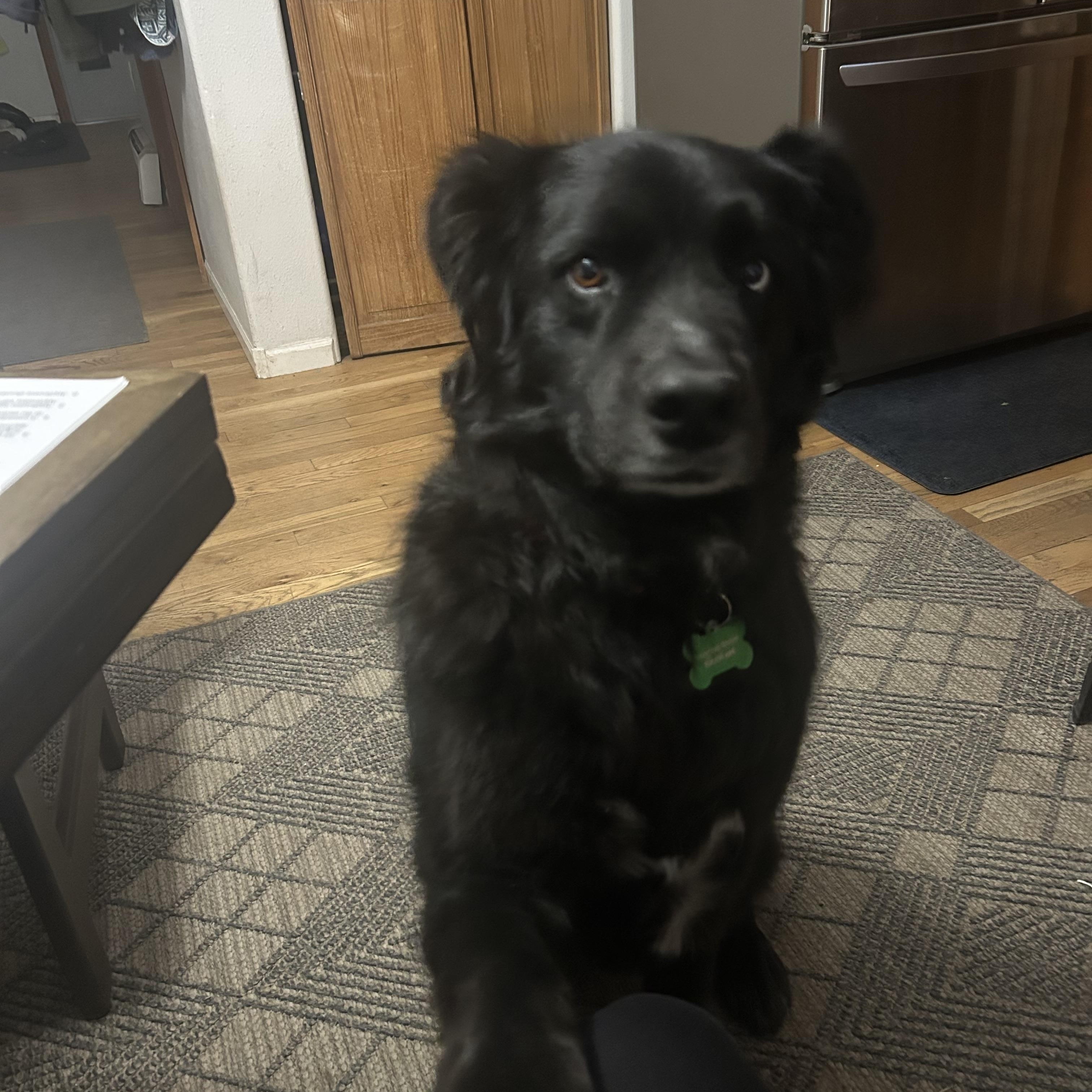 Enlarge Halle, a ADOPTABLE mixed breed in Aspen, CO image 3/5