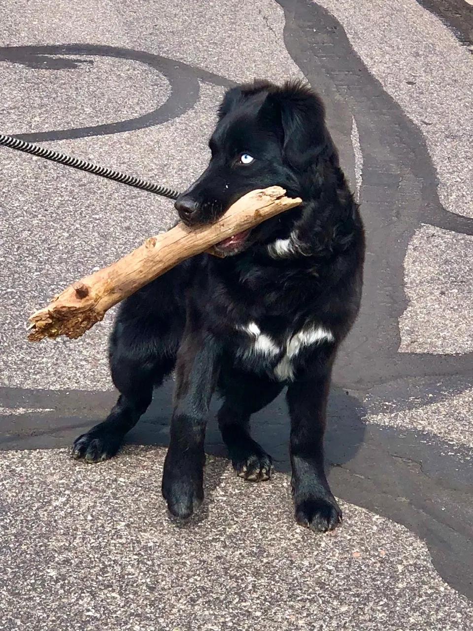 Enlarge Halle, a ADOPTABLE mixed breed in Aspen, CO image 5/5