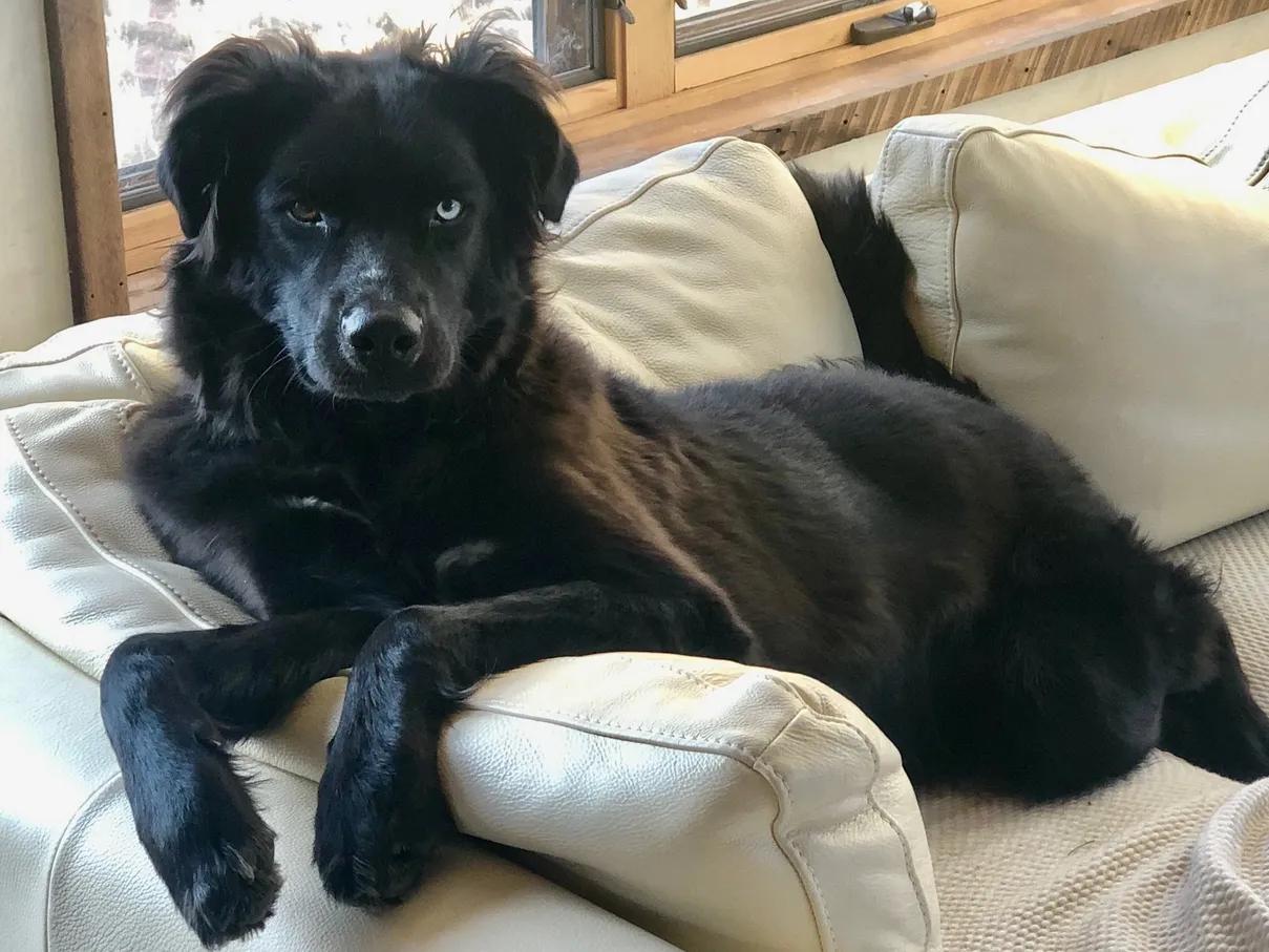 Enlarge Halle, a ADOPTABLE mixed breed in Aspen, CO image 1/5