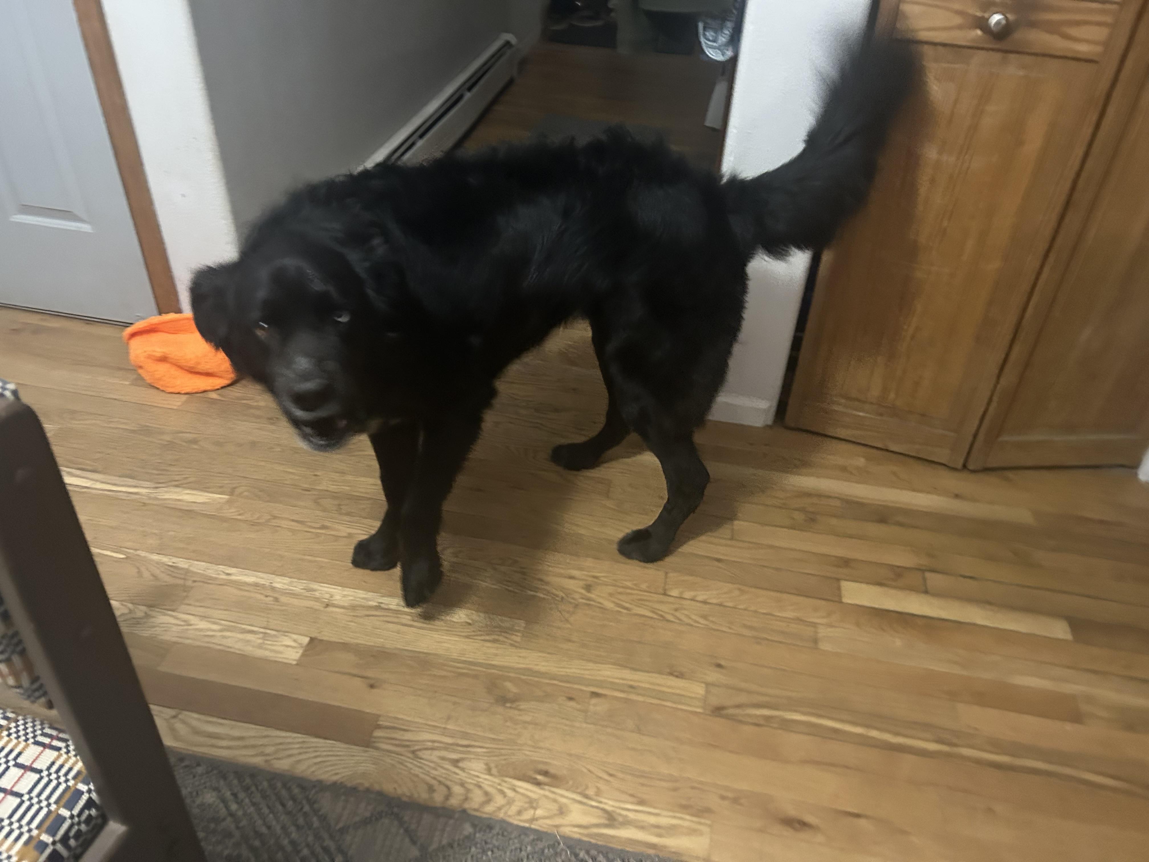 Enlarge Halle, a ADOPTABLE mixed breed in Aspen, CO image 2/5