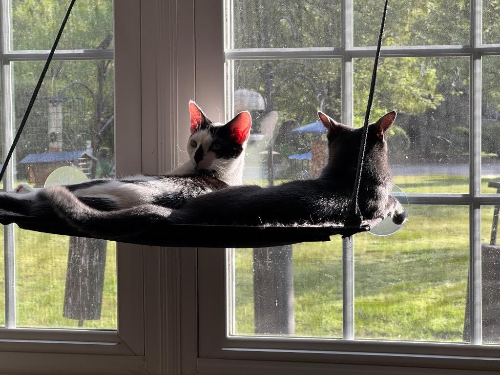 Pippin (aka Pip), Adoptable, Young Female Domestic Short Hair.