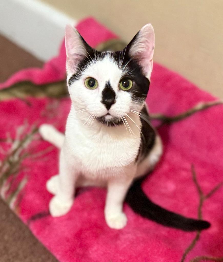 Pippin (aka Pip), Adoptable, Young Female Domestic Short Hair.