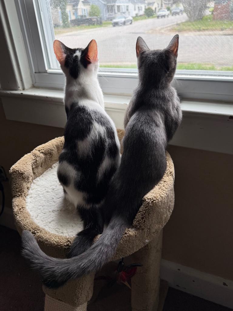 Enlarge Pippin (aka Pip), a Adoptable mixed breed in Hampton, VA image 2/5