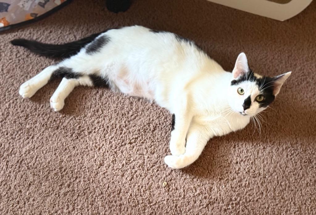 Enlarge Pippin (aka Pip), a Adoptable mixed breed in Hampton, VA image 3/5