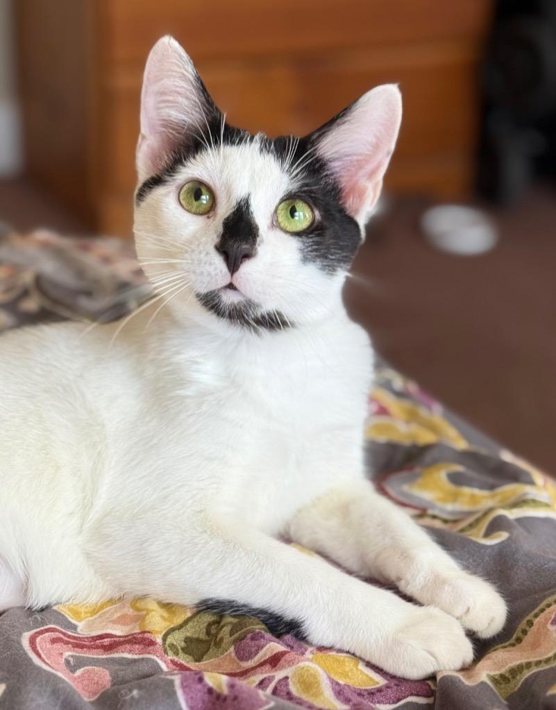 Enlarge Pippin (aka Pip), a Adoptable mixed breed in Hampton, VA image 5/5