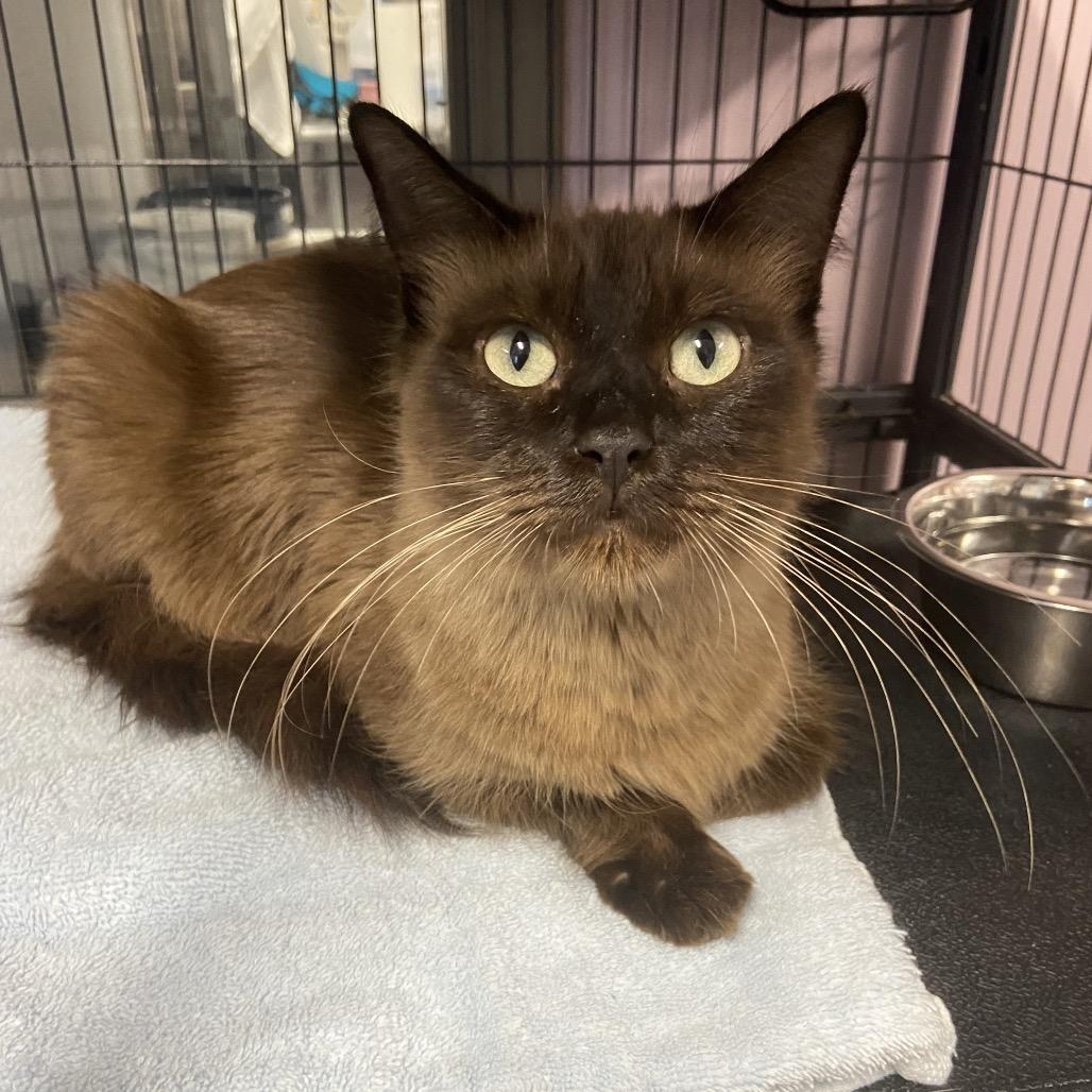 Queen Anne thumbnail 2