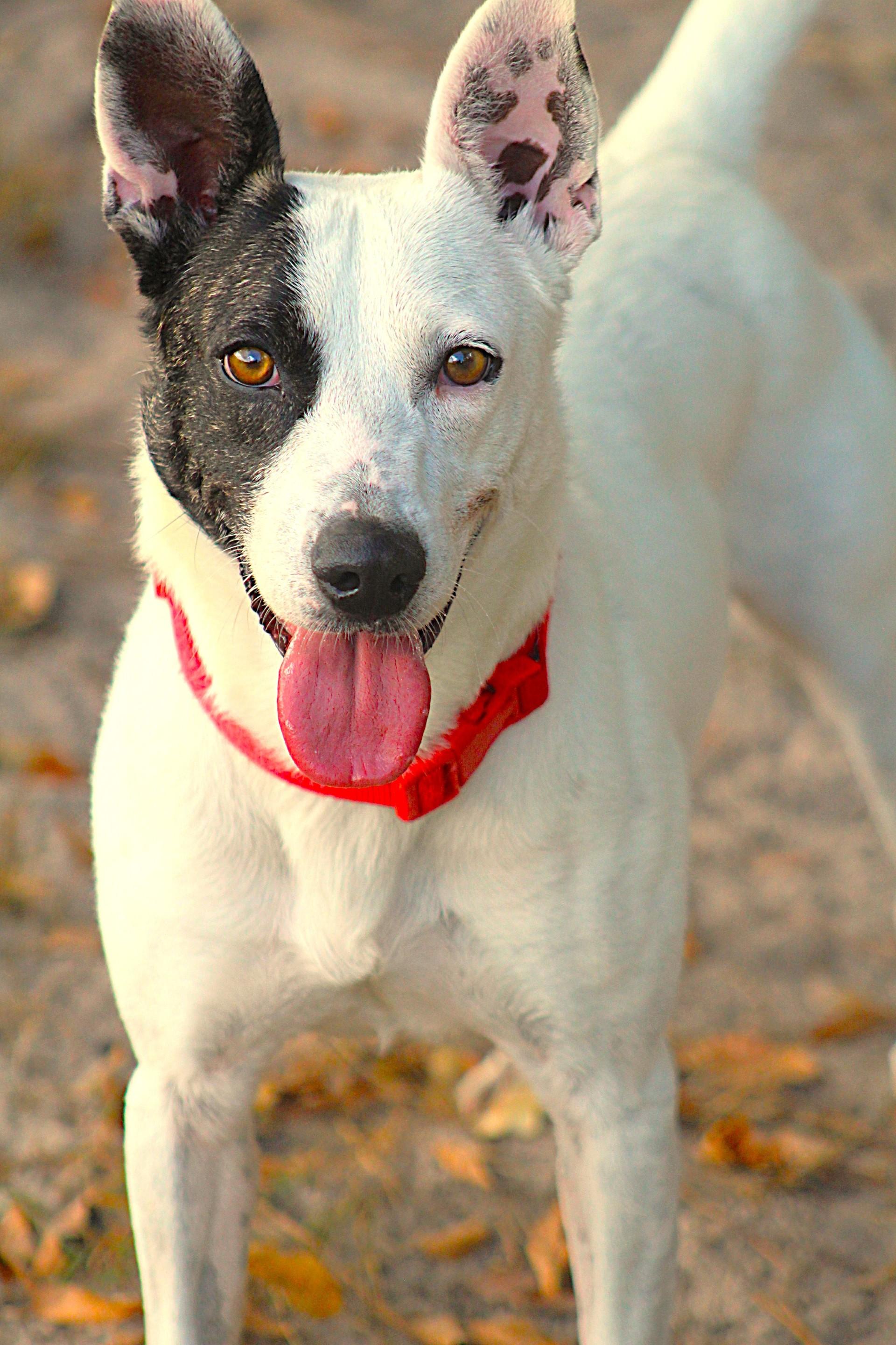 Patch, an adoptable Bull Terrier, Australian Cattle Dog / Blue Heeler in Lufkin, TX, 75904 | Photo Image 1