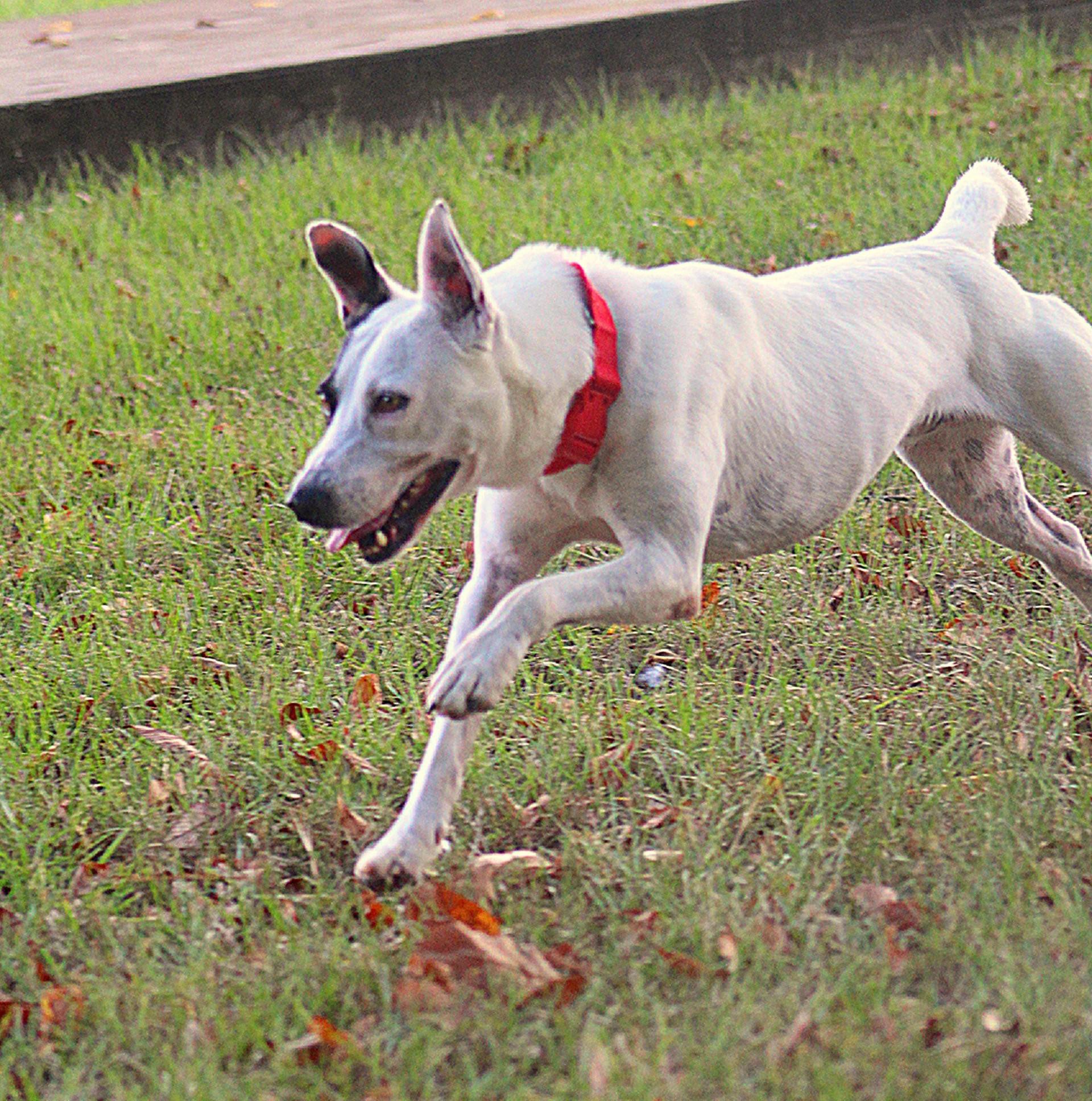 Patch, an adoptable Bull Terrier, Australian Cattle Dog / Blue Heeler in Lufkin, TX, 75904 | Photo Image 3