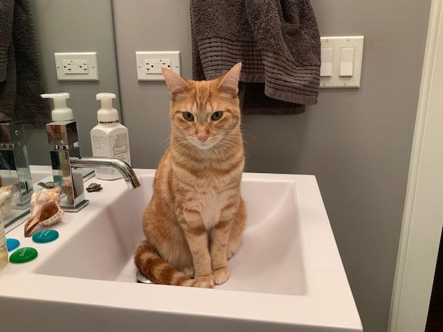 Ginger, Adoptable, Adult Female Domestic Short Hair.