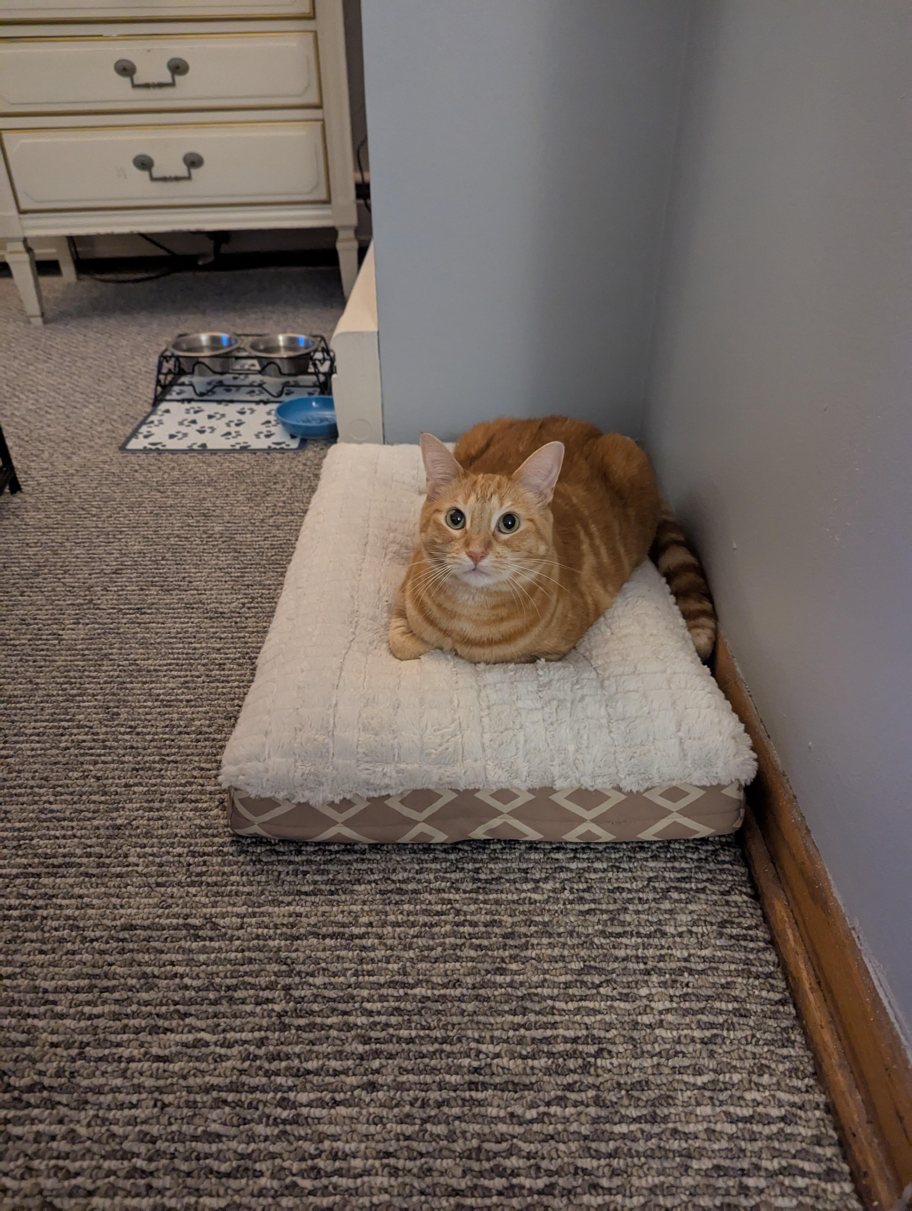 Enlarge Ginger, a Adoptable Domestic Short Hair in Chicago, IL image 2/6