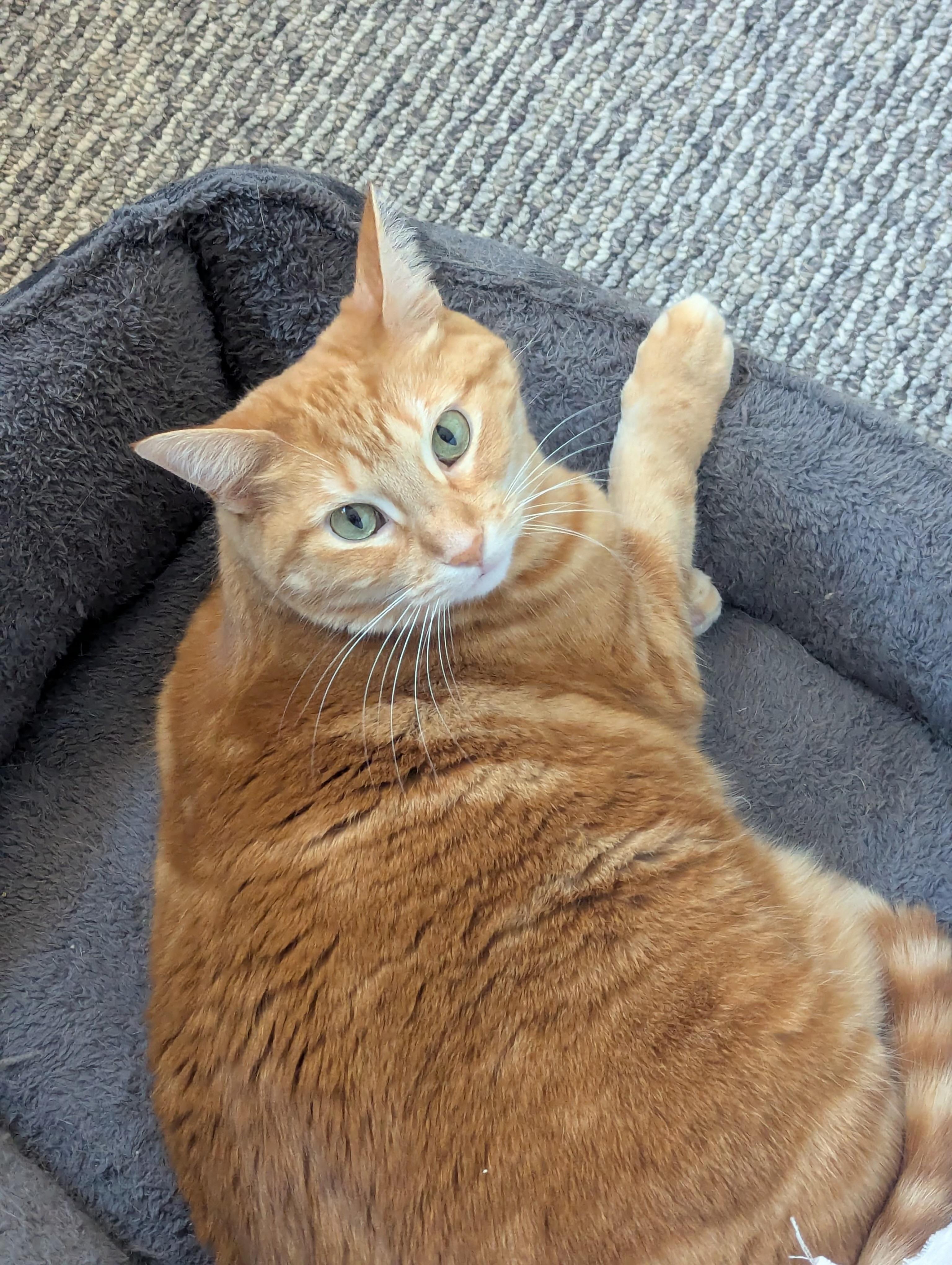 Enlarge Ginger, a Adoptable Domestic Short Hair in Chicago, IL image 3/6