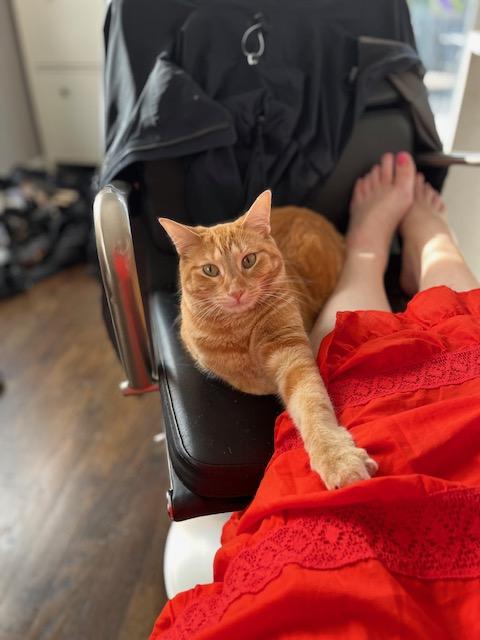 Enlarge Ginger, a Adoptable Domestic Short Hair in Chicago, IL image 4/6