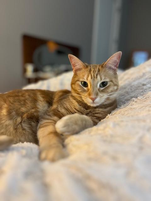 Enlarge Ginger, a Adoptable Domestic Short Hair in Chicago, IL image 5/6