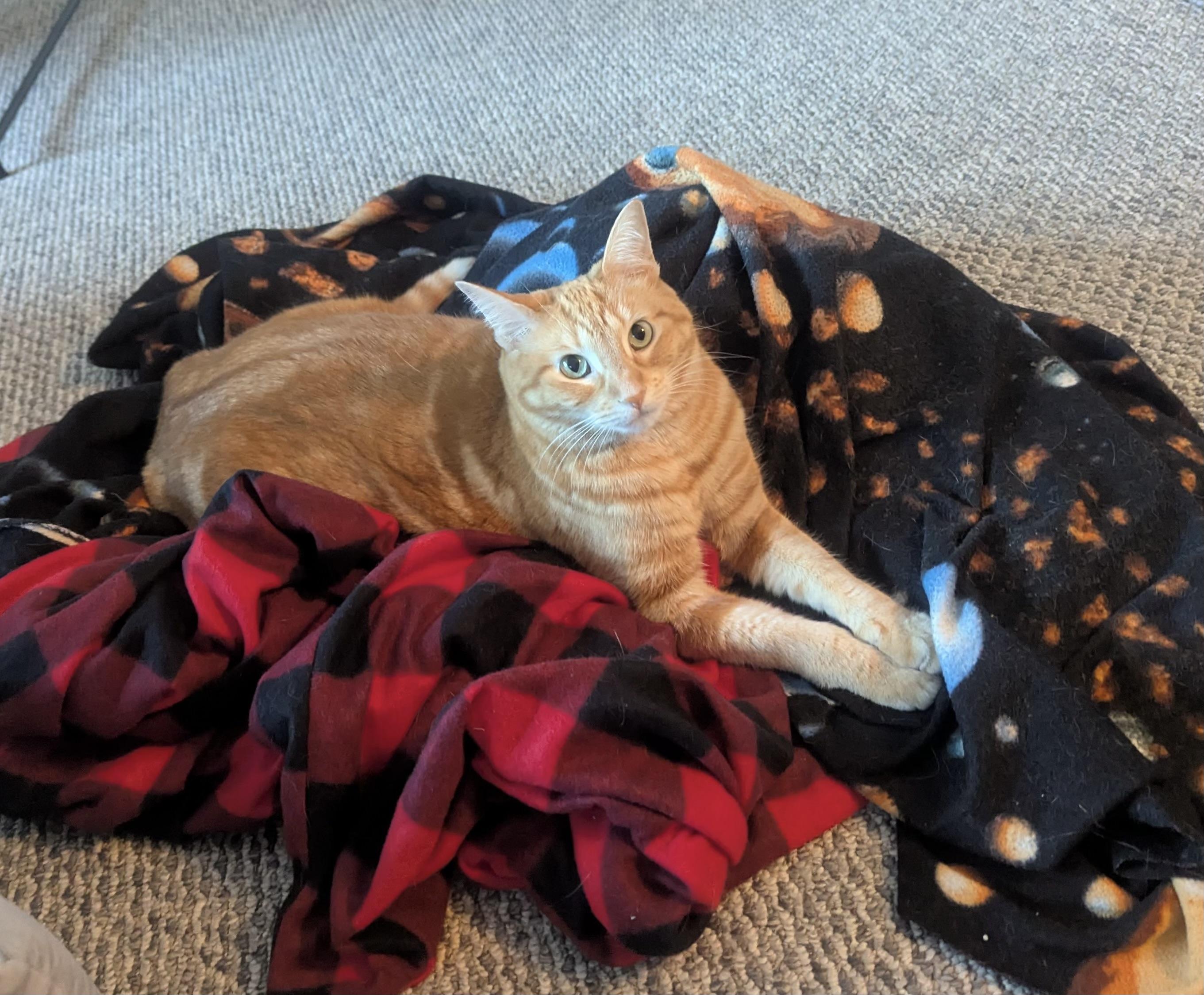 Enlarge Ginger, a Adoptable Domestic Short Hair in Chicago, IL image 6/6