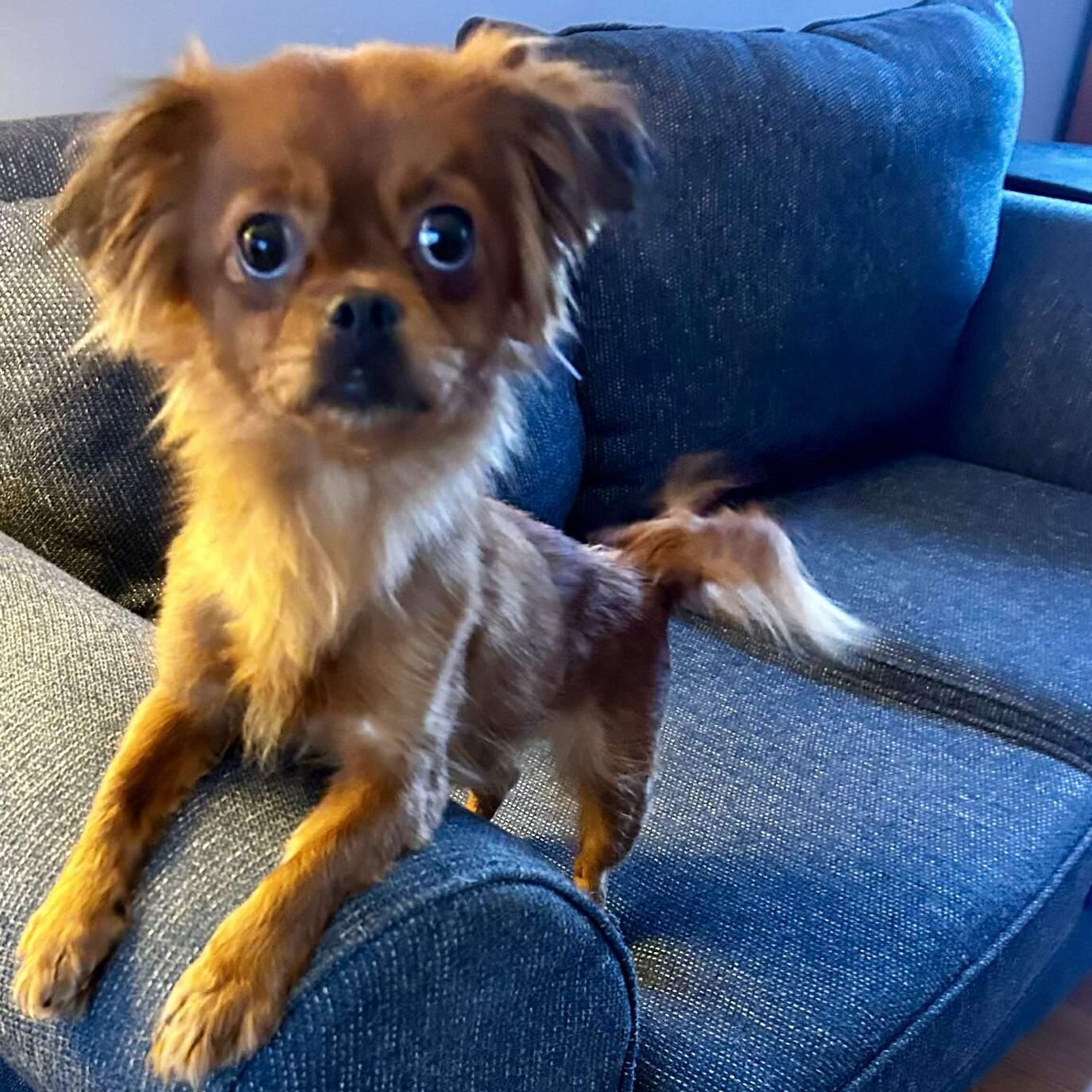 Sasha, an adopted mixed breed in Rochester, NY image 4/5